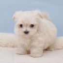 오목교역 6번출구 이미지