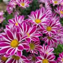 연풍2리 이미지