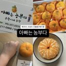 승환농장 | [아빠는 농부다 승환이네 농장] 서귀포올레시장 맛집 레드향선물용 택배 후기