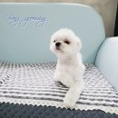 봉그루밍 이미지