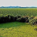 우포늪 생태 사진전 이미지