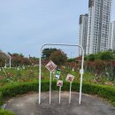 금강수변공원 숲바람장미원 이미지