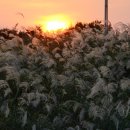 하늘공원 이미지