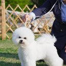 에스티 비숑프리제 이미지