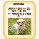 몽산바람팬션 | 반려동물과 함께 가기 좋은 여름 물놀이 장소 – 전국 펫프렌들리 계곡/바다 추천