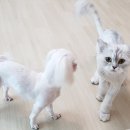 나의 코코 이미지