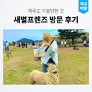 새별목장 | 제주 동물원 새별프렌즈 알파카 목장 체험 블랙노즈 실물 후기