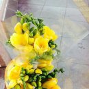 후리지아 이미지