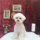 솜솜 애견미용 이미지