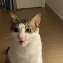 야옹하다 이미지