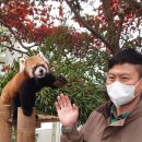 압빠 뒤에 숨은 레서판다🐼 레시💛 이미지