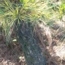 남송농원 이미지