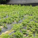 삼차농장 이미지