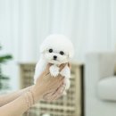 하얀생활 | 인천구월동비숑분양 후기 – 구월동에서 만난 하얀 솜사탕 같은 가족