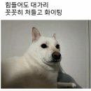 원모어핫독 | [공지] 4월) 봄이라고 치자