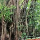 올드 트리 이미지