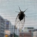 시골흑염소 이미지