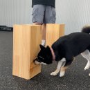 올 마스터 독 이미지