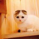 익산원펫 이미지