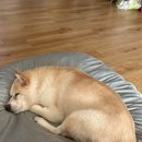 팬텀PC방 | 주간일기 | 2월 3-4주 - 사회생활하기🐱‍👓