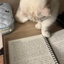 [임신일기]25-27주차 임산부의 체중 변화와 증상들 그리고 다묘 집사의 일상들
