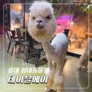 뽀뽀애견농장 | 홍대 실내 동물원 테이블에이! 가족간의 특별한 체험 이색데이트