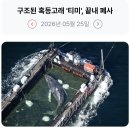 233_260525_Humpback Whale 이미지