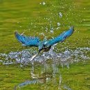Kingfisher라는 이름 이미지