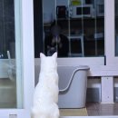 반려마루 화성 | 반려마루 화성 유기묘 입양 후기