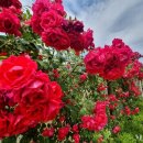 가락뜰근린공원 이미지