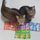 프리스키 | 🐾 우리 집 고양이들과 함께한 촉촉한 한 끼, 퓨리나 프리스키 그레이비 후기