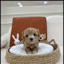 고려애견샵 이미지