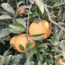 남기농장 이미지