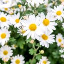 데이지(Daisy)