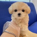 내품안의반려견광명점 이미지