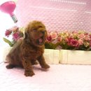 강남펫스타일 이미지