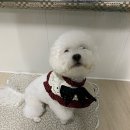 청려원
