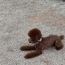 몽보드레 이미지