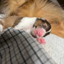 도그런하우스 이미지