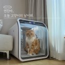 알라꿀 펫살롱 | 세계 고양이의 날 집에서 노묘 셀프케어 5종 코스 해줬는데 반응이