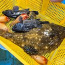 태평수산 맞은편 | 오이도 새우구이 시세 초장집 튼튼네양념집 ft.금강이랑 영남이랑