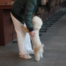 반려동물 펫시터 자격증 과정 이미지