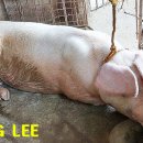 [이준성의 사진 묵상] 1436. 돼지만 타인의 손에 자신의 운명을 맡기는 걸까? 이미지