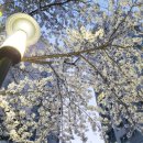 고려사대부속고등학교 이미지