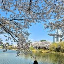 아름드리공원 | 만석공원 벚꽃축제 후기｜벚꽃은 최고, 하지만 현실은… (주차 지옥+바람 주의. 4월 4일)