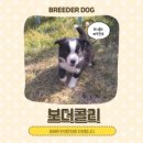 브리더독 이미지