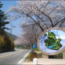 자양벚꽃100리길 이미지