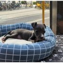 행복한강아지와고양이 이미지