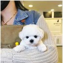 개키우는남자 강아지분양 대구본점 | 귀여운 강아지 분양 대구애견샵 개키우는남자 강아지분양 대구본점을 다녀온 후기