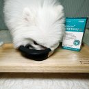 럭키 | [반려견 항산화 영양제] 펫생각 리포좀 후코이단 Pro 럭키의 후기!